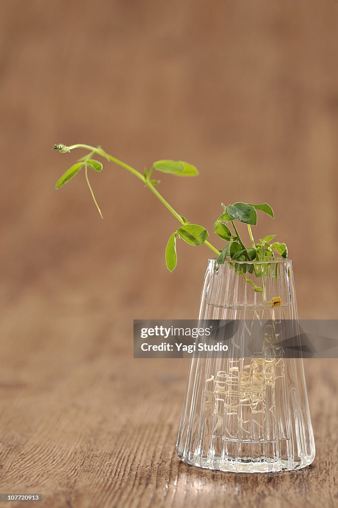 A glass vessel and sweet pea