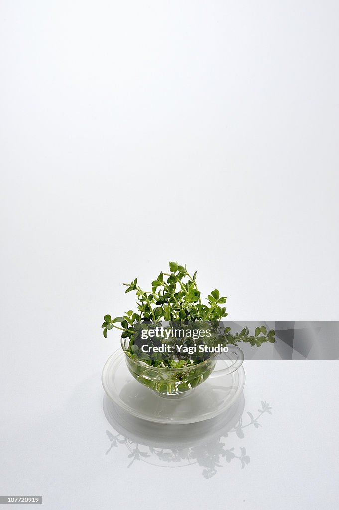 Peperomia and a glass vessel