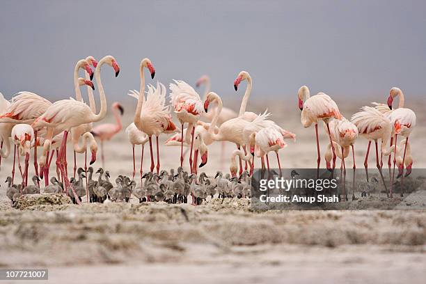 greater flamingos with creche - greater flamingo stock-fotos und bilder