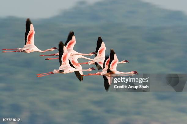 lesser flamingos in flight - flock of birds ストックフォトと画像