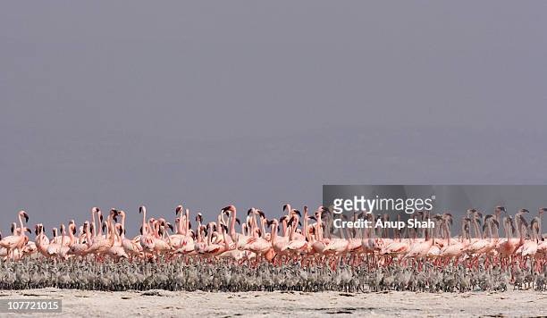 lesser flamingos and creches on the move - lago natron foto e immagini stock