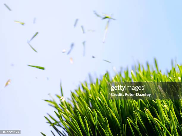 cut grass against sky - mowing lawn stock-fotos und bilder