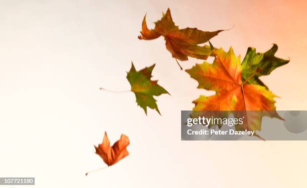 autumn leaves blowing in the wind - wind blowing leaves stock pictures, royalty-free photos & images
