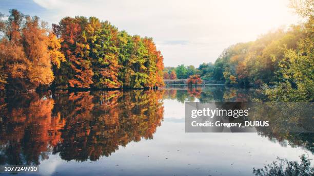 follaje del árbol de ciprés hermoso en temporada de otoño a lo largo de la charca con reflejos en el agua con la luz de la puesta del sol en la noche en francia - bald cypress tree fotografías e imágenes de stock