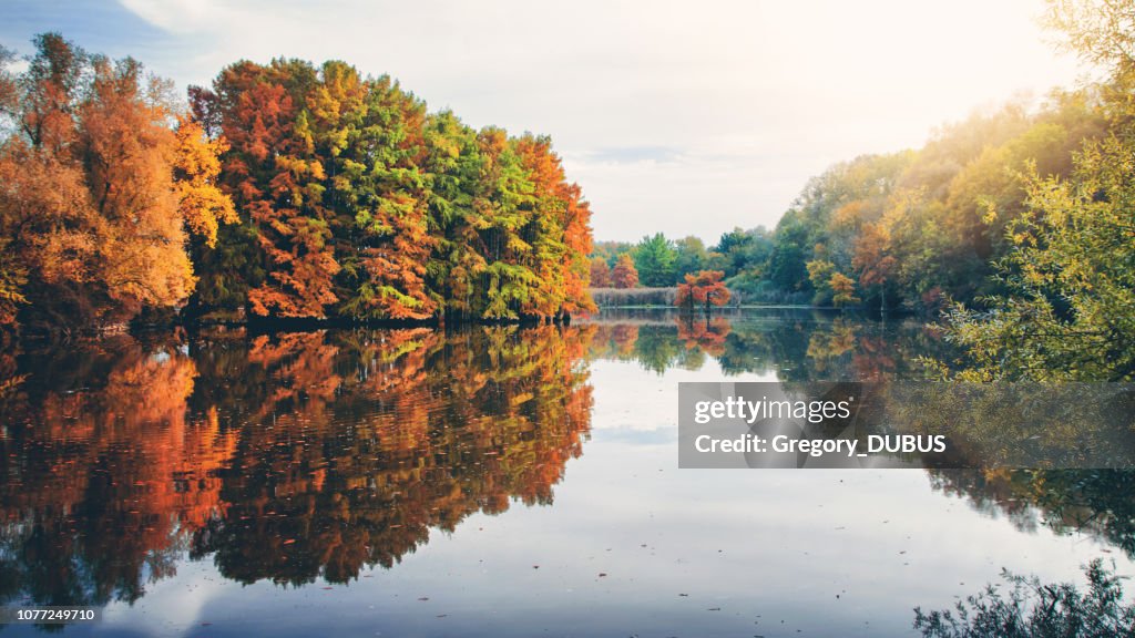 Beautiful cypress tree foliage in autumn season along pond with reflections in water with sunlight of evening sunset in France