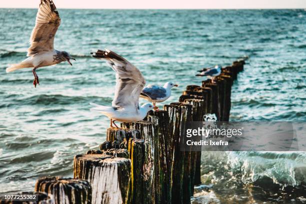 sea gulls on wave barriers at the sea. - zeeland stock pictures, royalty-free photos & images