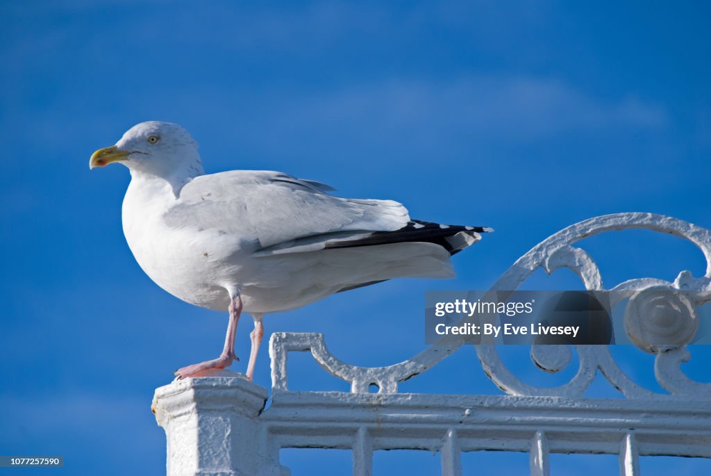 Seagull Standing on a Fence