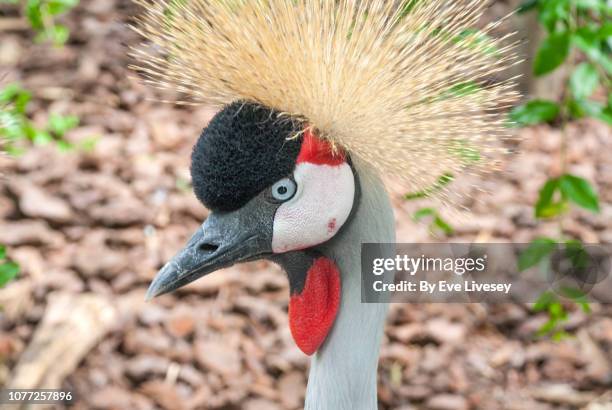crowned crane - bristle animal part stock pictures, royalty-free photos & images
