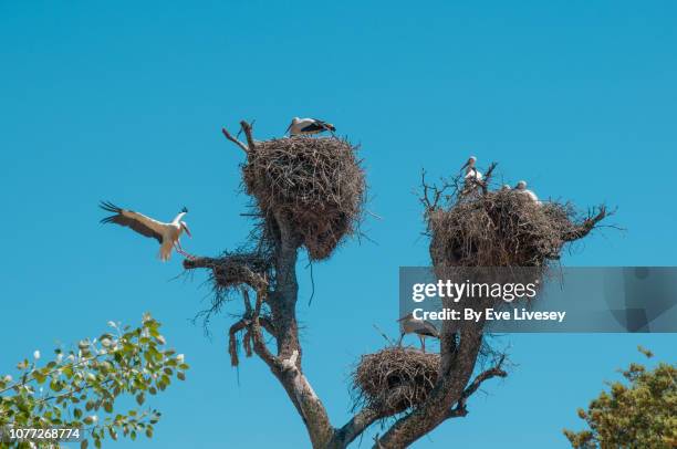 stork nests - white stork stock pictures, royalty-free photos & images