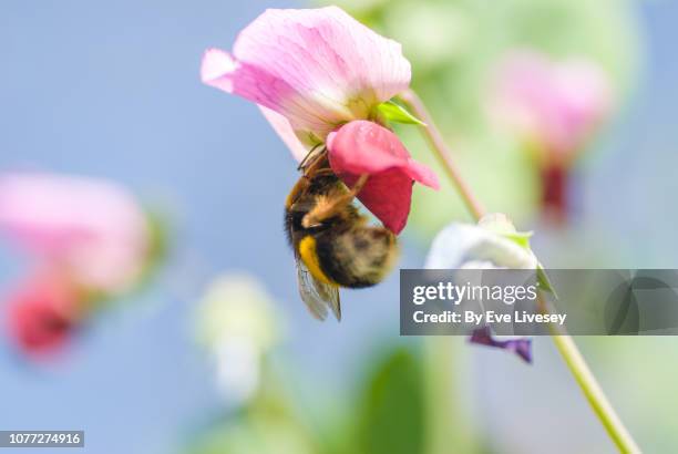 bumble bee - sweet peas stock pictures, royalty-free photos & images