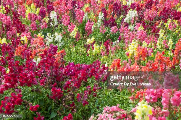 snapdragon flowers - snapdragon stock pictures, royalty-free photos & images