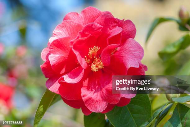 camellia japonica flower - camellia japonica stock pictures, royalty-free photos & images