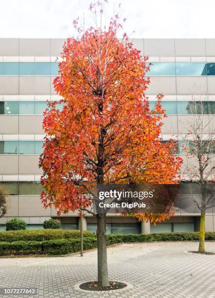 sweet gum tree against office building - sweet gum tree stock pictures, royalty-free photos & images