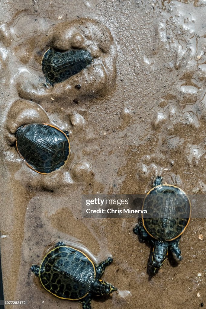 Turtle Shells Sand Four Hatchling Florida Soft Shell Turtles In The Sand High-Res Stock ...