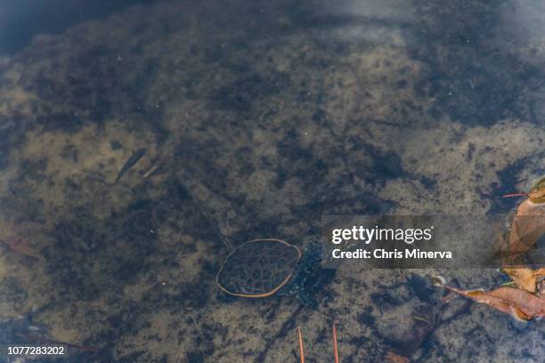 hatchling florida softshell turtle underwater - florida softshell turtle stock pictures, royalty-free photos & images