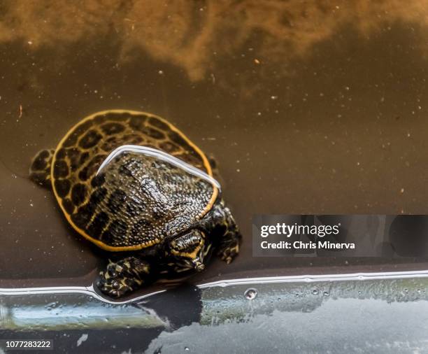 florida softshell turtle - florida softshell turtle stock pictures, royalty-free photos & images