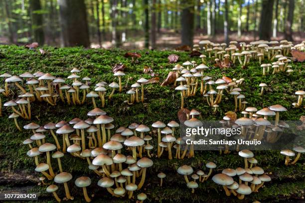 oak tree trunk covered with moss and mushrooms - mushroom fotografías e imágenes de stock