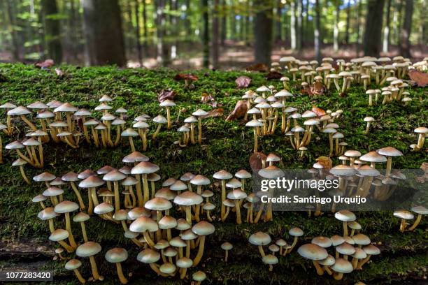 oak tree trunk covered with moss and mushrooms - regno dei funghi foto e immagini stock