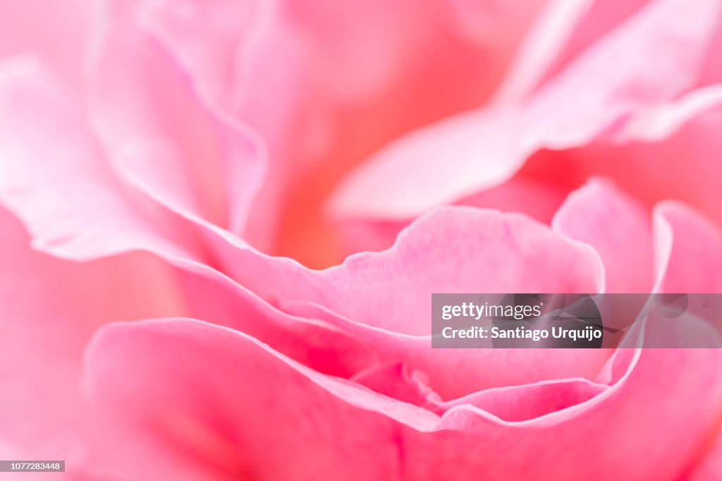 Pink Roses High Quality Closeup Of A Pink Rose High-Res Stock Photo - Getty Images