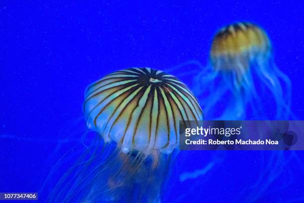 Beautiful yellow and brown jellyfish or sea jellies over a vibrant blue background. They are the medusa-phase of certain gelatinous members of the...