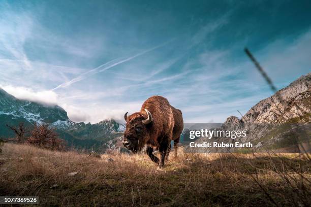 beautiful bison in the mountains walking towards the camera - american bison foto e immagini stock