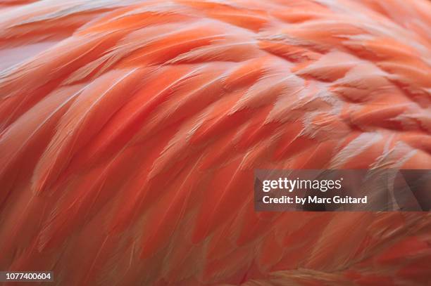 american flamingo (phoenicopteriformes) feathers, punta cana, dominican republic - punta cana foto e immagini stock