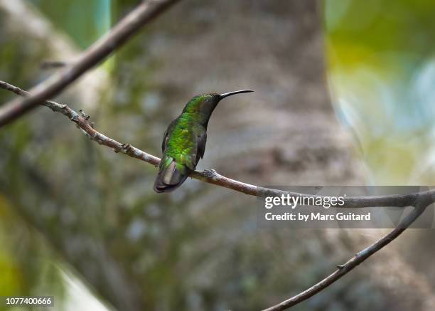 hispanolian emerald hummingbird (chlorostilbon swainsonii), punta cana, dominican republic - smaragdgrün stock-fotos und bilder