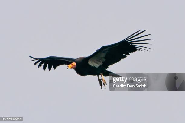 california condor soaring - california condor stock-fotos und bilder