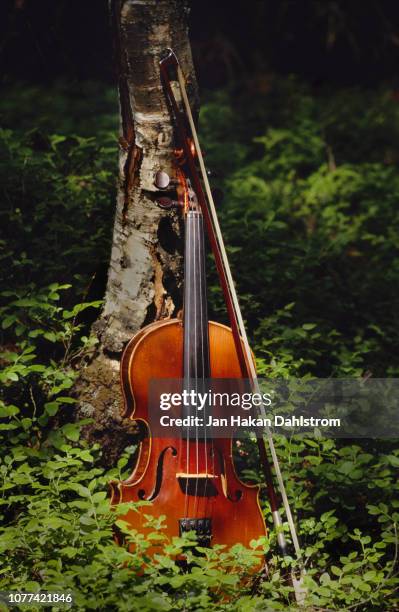 violin by birch tree - classical music stock pictures, royalty-free photos & images