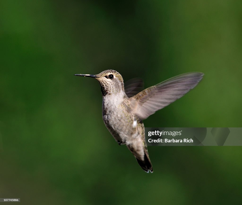 Female Anna's Hummingbird (Calypte Anna) in flight