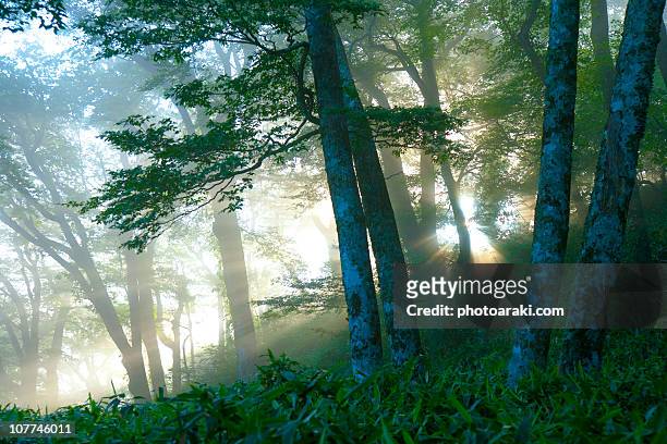 light in the forest - kochi japan stock pictures, royalty-free photos & images