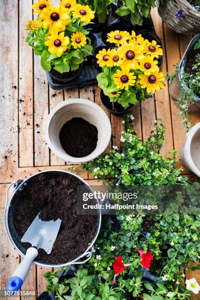 yellow flowers, flower pots and other gardening equipment on the wooden table. - garden trowel stock pictures, royalty-free photos & images