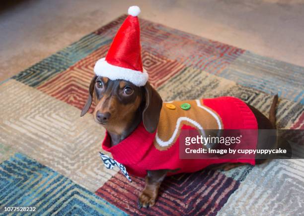 gingerbread man sweater - dachshund christmas stock-fotos und bilder