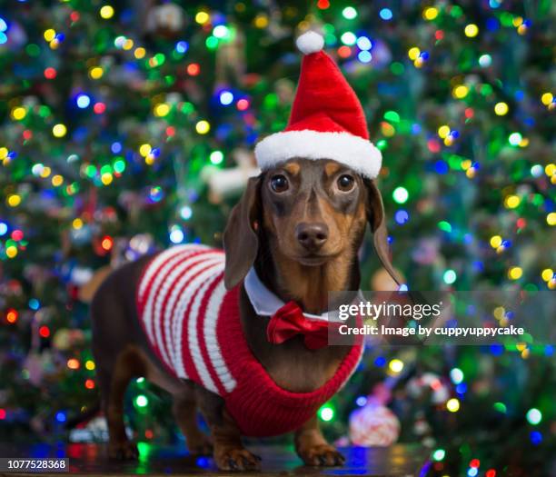 santa stripes - dachshund christmas stock pictures, royalty-free photos & images