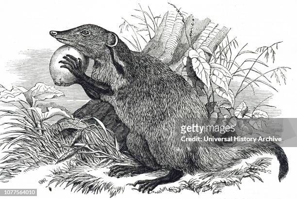 An engraving depicting a mongoose, small feliform carnivorans native to southern Eurasia and mainland Africa. Dated 19th century.