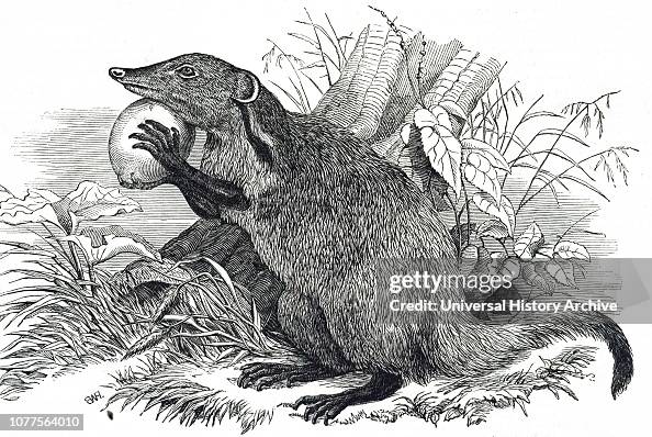 Feliform Split An engraving depicting a mongoose, small feliform carnivorans native ...