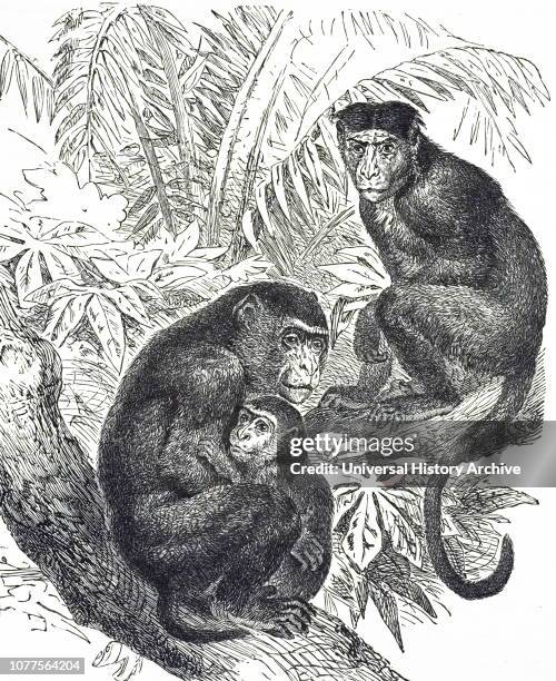 An engraving depicting a rhesus macaque, one of the best-known species of Old World monkeys. Dated 20th century.