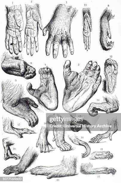 2 180 Monkey Hands Stock Photos High Res Pictures And Images Getty anatomy-of-chimpanzee-hand-limoninja