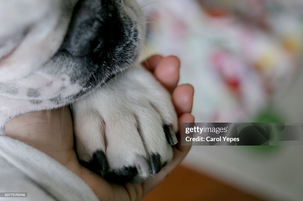 Girl holding paws and dog head, toned