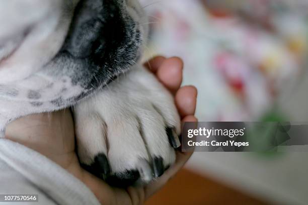 girl holding paws and dog head, toned - dying stock-fotos und bilder