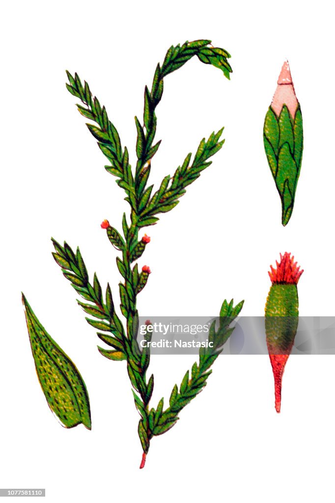 Fontinalis trifaria ,is a genus of submerged aquatic mosses belonging to the subclass Bryidae. These mosses are also called fountain moss, brook moss and water moss