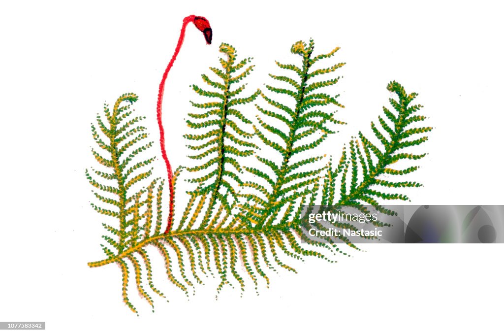 Ptilium crista-castrensis, de ridders rookpluim moss of struisvogel-pluim-feathermoss, is een MOS soorten binnen de familie Hypnaceae, in de klasse van mossen, de subklasse Bryidae en de orde Hypnales