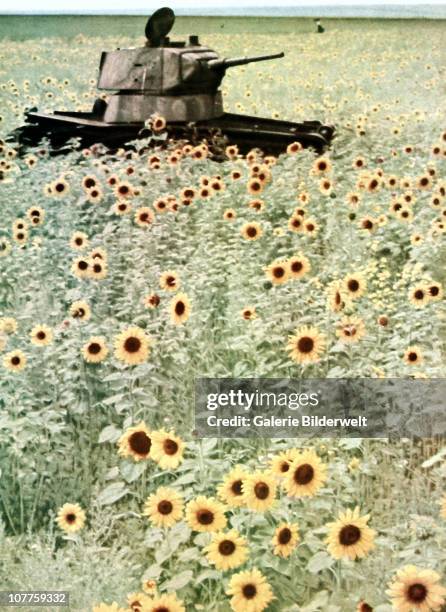 Operation Barbarossa, A Russian T34 tank has been abandoned in a sunflower field. 1942. It was used in the defense of Russia against the German-led...