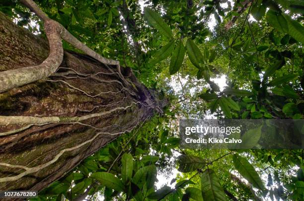 Look at the rainforest vegetation from the ground up.