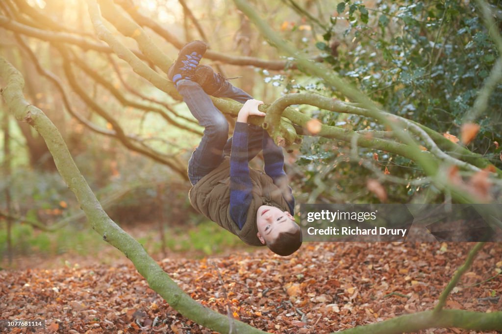 Young boy hanging from the branches of a beech tree