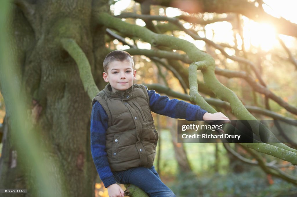 Portrait of a young boy sitting on the branch of a beech tree