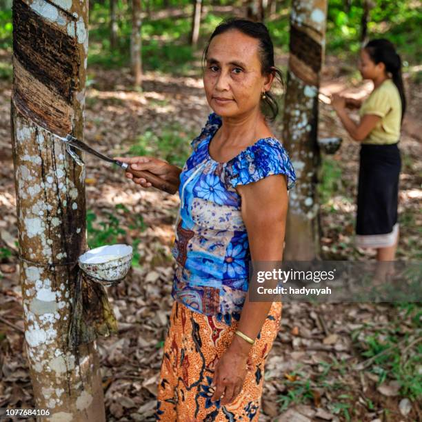 laotische frau sammeln eine latex aus einem gummibaum in nordlaos - kautschukbaum stock-fotos und bilder