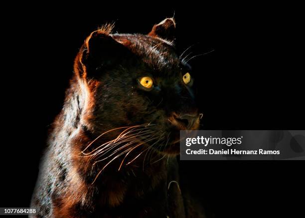 black panther head detail with black background - black panther face stock-fotos und bilder