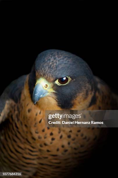 peregrine falcon close up face with black background - peregrine falcon foto e immagini stock