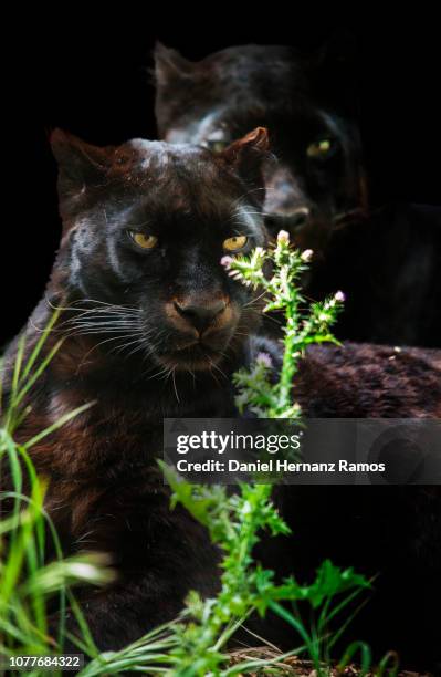 two black panthers sitting rounded with vegetation and black background - encuadre de tres cuartos stock pictures, royalty-free photos & images